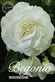 Begonia Double White met 5 zakjes verpakt a 3 bollen