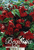 Begonia Pendula Red met 5 zakjes verpakt a 3 bollen