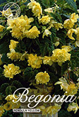 Begonia Pendula Yellow met 5 zakjes verpakt a 3 bollen