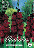 Gladiolus Large Flowering Black Surprise met 5 zakjes verpakt a 10 bollen