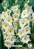 Gladiolus Large Flowering Break Of Dawn met 5 zakjes verpakt a 10 bollen