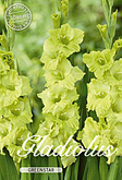 Gladiolus Large Flowering Greenstar met 5 zakjes verpakt a 10 bollen