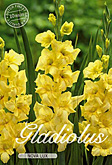 Gladiolus Large Flowering Nova Lux met 5 zakjes verpakt a 10 bollen