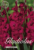 Gladiolus Large Flowering Plumtart met 5 zakjes verpakt a 10 bollen