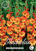 Gladiolus Large Flowering Princess Margaret Rose met 5 zakjes verpakt a 10 bollen