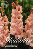 Gladiolus Large Flowering Rose Supreme met 5 zakjes verpakt a 10 bollen
