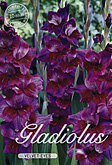 Gladiolus Large Flowering Velvet Eyes met 5 zakjes verpakt a 10 bollen
