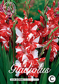 Gladiolus Large Flowering Zizanie met 5 zakjes verpakt a 10 bollen