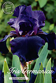 Iris Germanica Black Dragon met 5 zakjes verpakt a 1 bollen