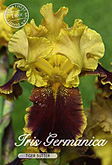 Iris Germanica Tiger Butter met 5 zakjes verpakt a 1 bollen
