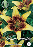 Lilium Asiatic Yellow & Brown met 5 zakjes verpakt a 2 bollen