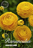 Ranunculus Yellow met 5 zakjes verpakt a 10 bollen