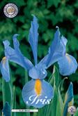 Iris Blue Magic met 5 zakjes verpakt a 15 bollen
