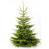 Nordmann kerstboom naturel 150cm