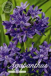 Agapanthus Blue met 5 zakjes verpakt a 1 bollen