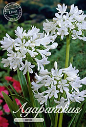 Agapanthus White met 5 zakjes verpakt a 1 bollen