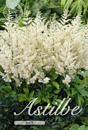 Astilbe White met 5 zakjes verpakt a 1 bollen