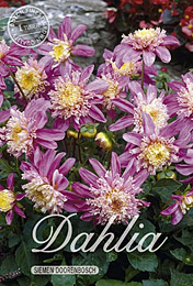 Dahlia Anemone Flowering Siemen Doorenbosch met 5 zakjes verpakt a 1 bollen