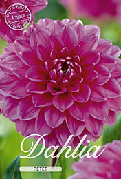Dahlia Ball Peter met 5 zakjes verpakt a 1 bollen