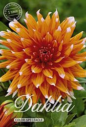 Dahlia Cactus Color Spectacle met 5 zakjes verpakt a 1 bollen