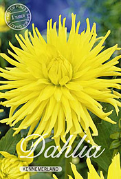Dahlia Cactus Kennemerland met 5 zakjes verpakt a 1 bollen