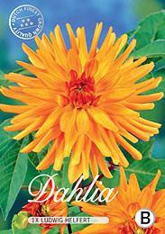 Dahlia Cactus Ludwig Helfert met 5 zakjes verpakt a 1 bollen