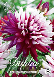 Dahlia Cactus Rebeccas World met 5 zakjes verpakt a 1 bollen