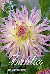 Dahlia Cactus Star Surprise met 5 zakjes verpakt a 1 bollen