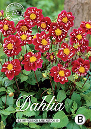 Dahlia Colarette Impression Fantastico met 5 zakjes verpakt a 1 bollen