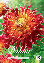 Dahlia Decorative Akita met 5 zakjes verpakt a 1 bollen