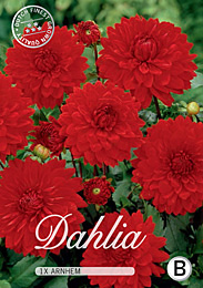 Dahlia Decorative Border Arnhem met 5 zakjes verpakt a 1 bollen