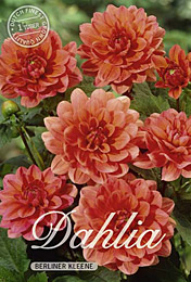 Dahlia Decorative Border Berliner Kleene met 5 zakjes verpakt a 1 bollen