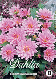 Dahlia Decorative Border Gallery Renoir met 5 zakjes verpakt a 1 bollen