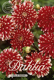 Dahlia Decorative Border Little Tiger met 5 zakjes verpakt a 1 bollen