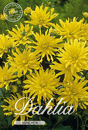 Dahlia Decorative Border Munchen met 5 zakjes verpakt a 1 bollen