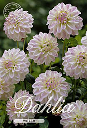 Dahlia Decorative Border Wittem met 5 zakjes verpakt a 1 bollen