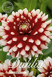 Dahlia Decorative Duet met 5 zakjes verpakt a 1 bollen