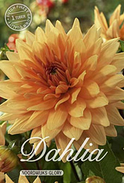 Dahlia Decorative Noordwijks Glory met 5 zakjes verpakt a 1 bollen