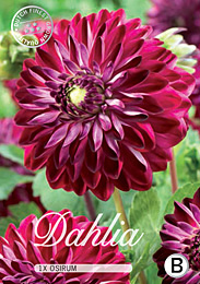 Dahlia Decorative Osirum met 5 zakjes verpakt a 1 bollen