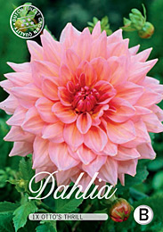 Dahlia Decorative Ottos Thrill met 5 zakjes verpakt a 1 bollen