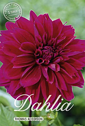 Dahlia Decorative Thomas A Edison met 5 zakjes verpakt a 1 bollen
