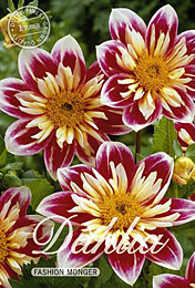 Dahlia Mignon Fashion Monger met 5 zakjes verpakt a 1 bollen
