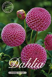 Dahlia Pompon Franz Kafka met 5 zakjes verpakt a 1 bollen
