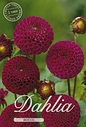 Dahlia Pompon Rocco met 5 zakjes verpakt a 1 bollen