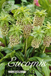 Eucomis Bicolor Bicolor met 5 zakjes verpakt a 1 bollen