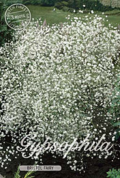 Gypsophila Bristol Fairy met 5 zakjes verpakt a 3 bollen