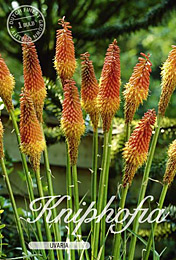Kniphofia Uvaria met 5 zakjes verpakt a 1 bollen