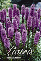 Liatris Spicata met 5 zakjes verpakt a 10 bollen