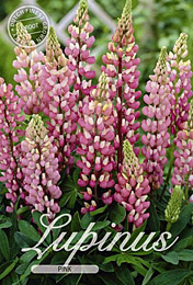 Lupinus Pink met 5 zakjes verpakt a 1 bollen