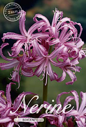 Nerine Bowdenii Bowdenii met 5 zakjes verpakt a 2 bollen